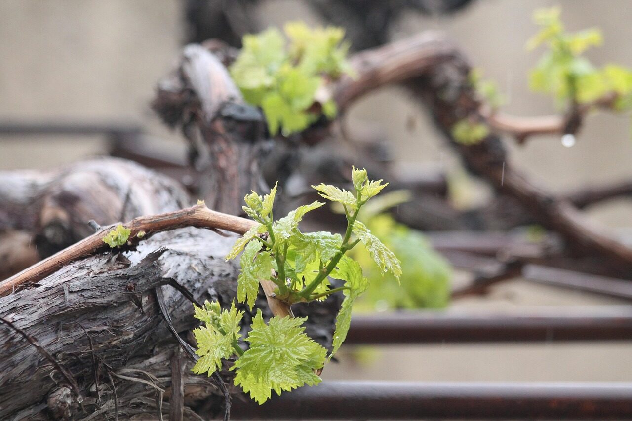 grapes, iran, wine, sprouts, tree, nature, plant, green, fruit, cluster, spring, rain, shiraz, farsi, persia, persian, shiraz, shiraz, shiraz, shiraz, shiraz, persia, persia