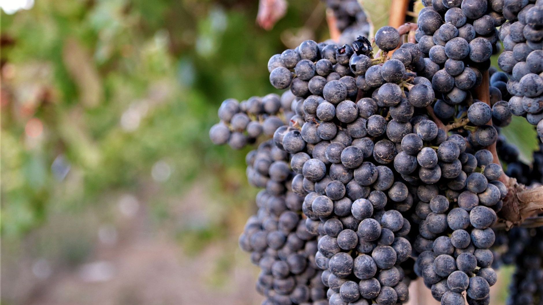 ภูมิอากาศและการบ่มไม้โอ๊กเปลี่ยนสไตล์ Tempranillo อย่างไร
