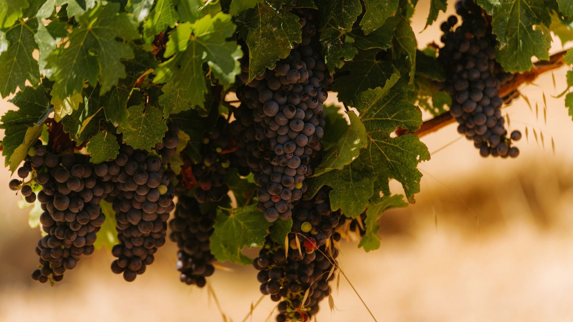 จุดที่ควรระวังก่อนเลือกไวน์ Tempranillo จากคำบรรยายบนขวด