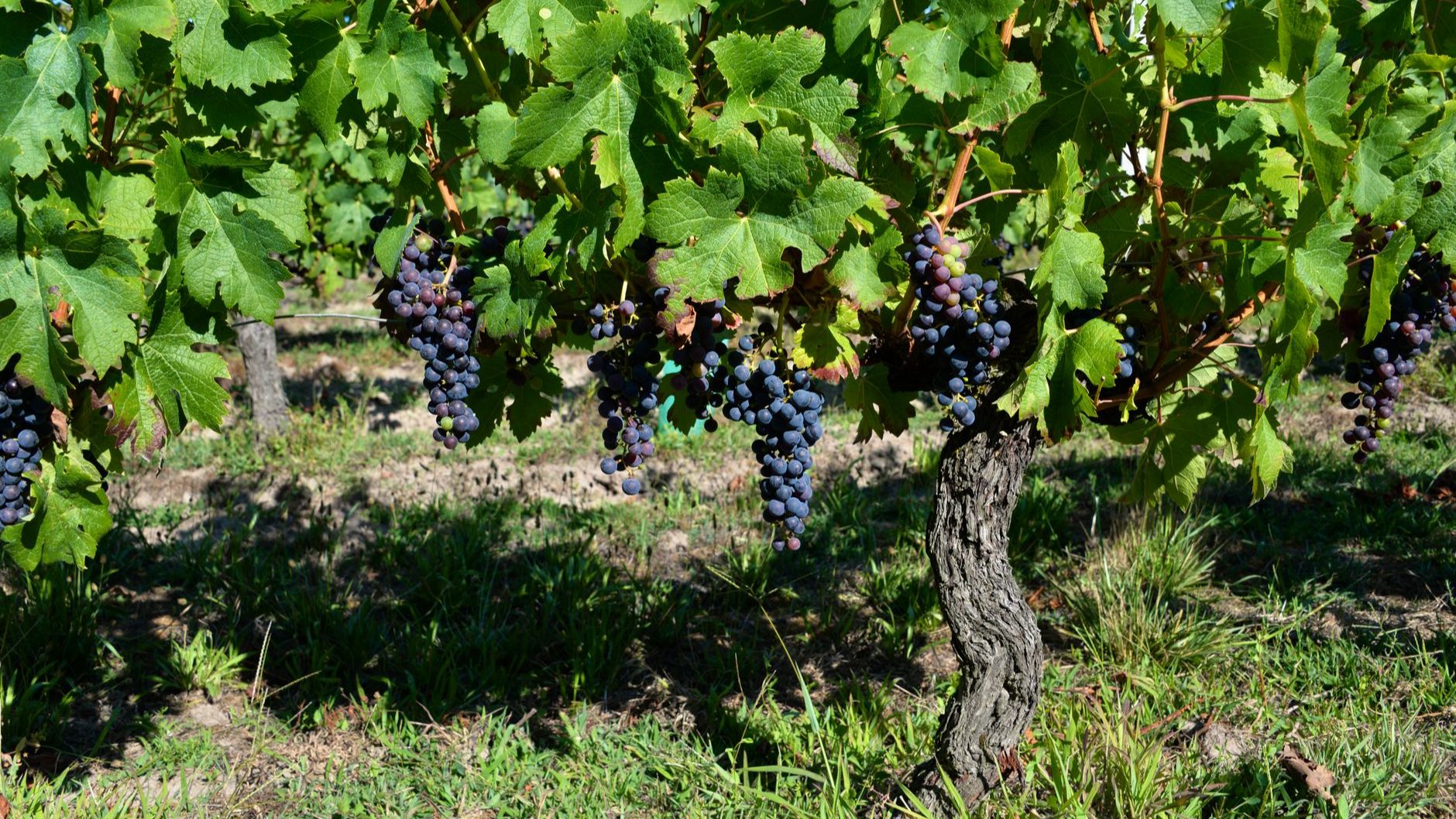 Tempranillo Styles and Aging Levels: Young, Crianza, Reserva and Gran Reserva