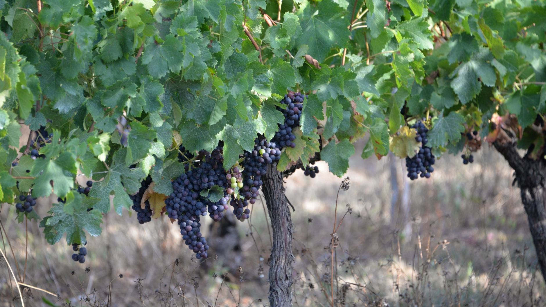 Tempranillo Pitfalls to Avoid: Misreading Style, Temperature and Pairings